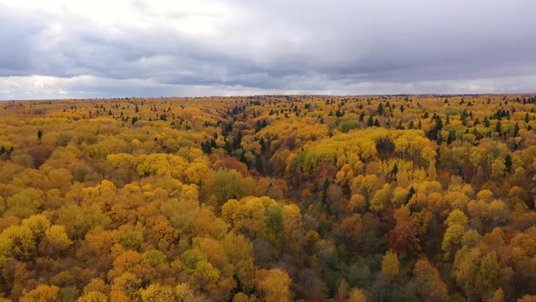 Crowns of Trees with Yellow Foliage. Deciduous Forest in the Fall, Aerial View of the Forest Under