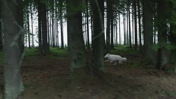 Dire wolf running in a forest