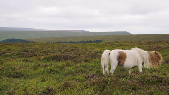 Moving horse on hillside in rural England with mountains in the background