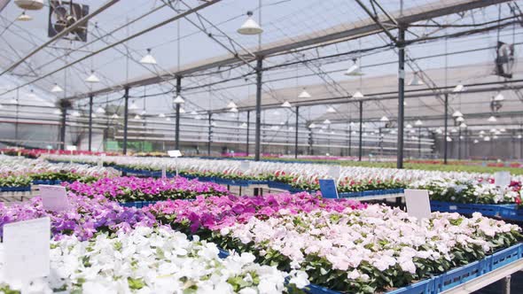 Large nursery greenhouse filled with thousands of colorful flowers and plants