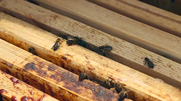 Working Bees on the Honeycomb in the Beehive