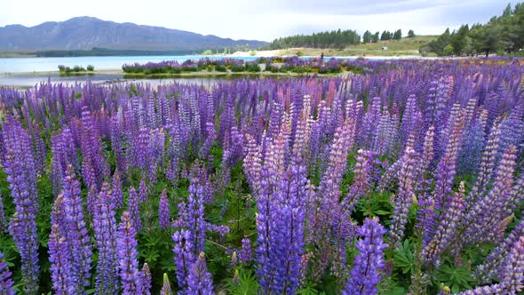 Beautiful Lupin Field at Lake Tekapo, New Zealand in Summer