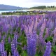 Beautiful Lupin Field at Lake Tekapo, New Zealand in Summer - VideoHive Item for Sale