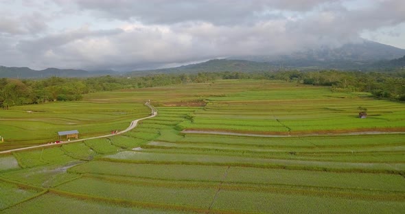 Aerial view of terraced rice fields in Magelang, Indonesia. Drone shoot of tropical landscape. Beaut