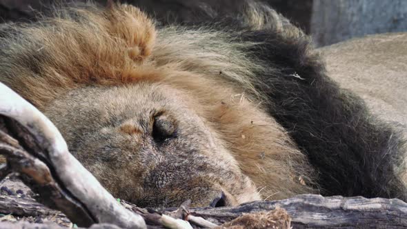 Battle Scarred Old Male Lion Laid Down Resting