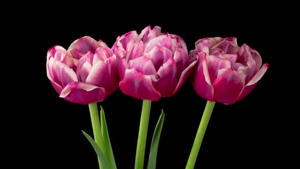 Timelapse of Pink White Peony Tulips Flowers Opening