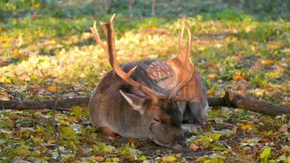 European Fallow Deer (Dama dama) Sleeping in Autumn Forest in Nature