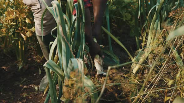 African Farmer Harvesting Leeks. Pulling Vegetables From Soil