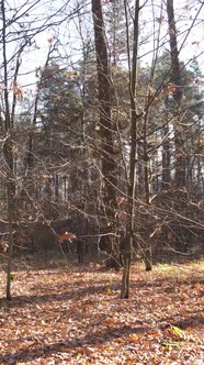 Vertical Video of a Forest with Trees During the Day