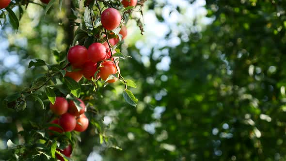 Purple and red fresh Prunus salicina common plum on tree branch 4K 2160p 30fps UltraHD footage - Pru