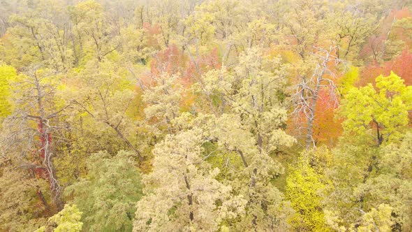 Forest Beautiful Landscape in an Autumn Day