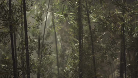 Green Bamboo Forest with Morning Sunlight