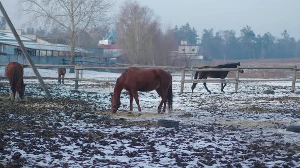 Horses on Farm or Ranch Eat Hay on Winter Time