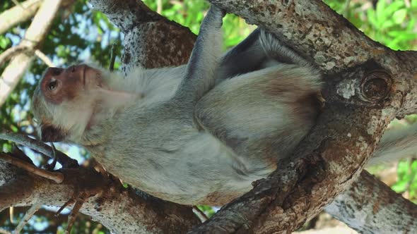 Monkey Sitting on Tree