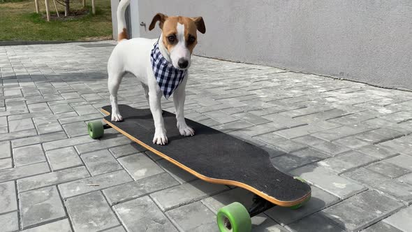 Jack Russell Terrier Dog Dressed in a Plaid Bandana Rides a Longboard