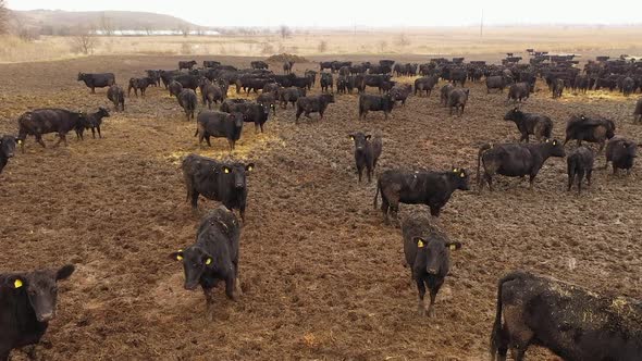 Beef Bulls on the Farm. Breeding Animals, Livestock, View from above