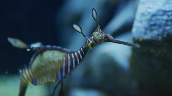 A weedy seadragon