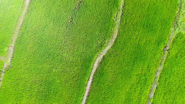 Aerial view video green field