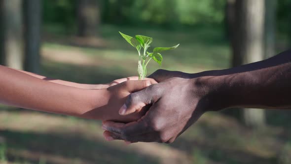 Saving Nature African Man and Female Holds a Small Flower Plant in Her Hands Together a Closeup on