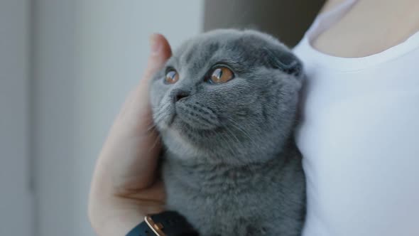 Woman Pet Her Lopeared British Grey Kitten Who Sitting in Her Arms