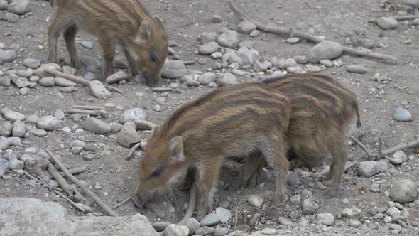 Close up of Wild Boar Family looking for food on rocky ground in wilderness