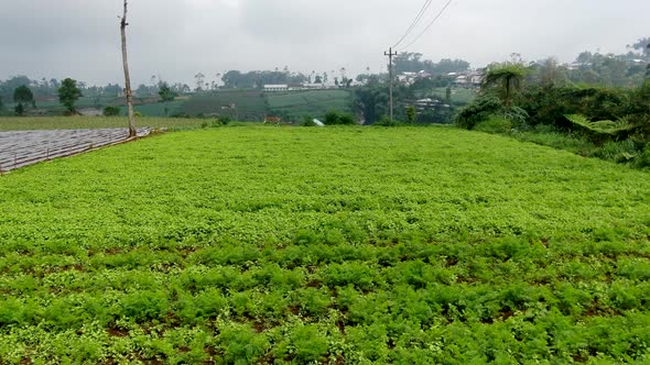 Aerial rural landscape of potato plantation in village on Java island, Indonesia