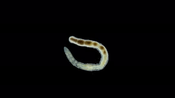 Oligochaeta worm, Naididae Family under the microscope, Haplotaxida Order