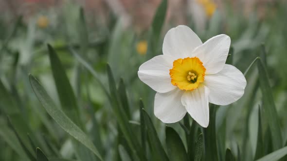 Narcissus tazetta flower in the garden close-up 4K footage