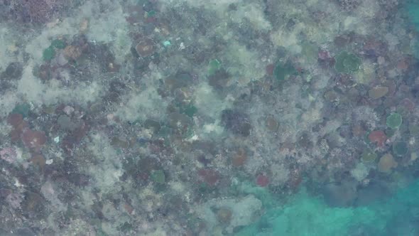 Fringing reef covered in a variety of corals, crystal clear water, aerial