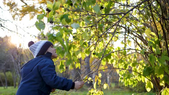 A Child in the Autumn Park Plays and Laughs Merrily, He Plays with Yellow Leaves and Rowan Berries