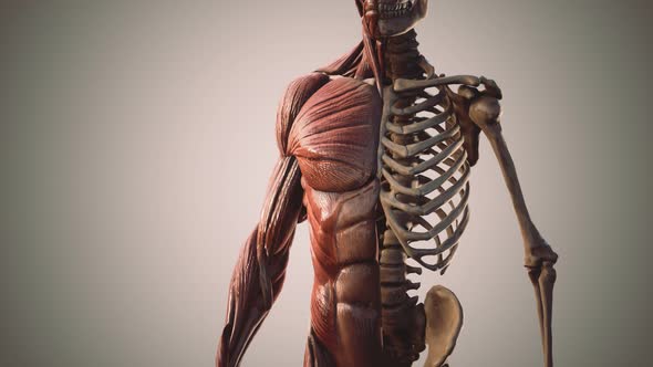 Muscular and Skeletal System of Human Body