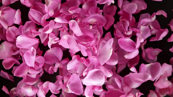 Super Slow Motion Shot of Flying Pink Rose Petals Towards Camera on Black Background at 1000 Fps