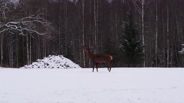 Red Deer in Winter Forest