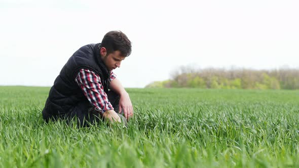 Young Farmer Checks and Explores a Young Green Plants of Wheat