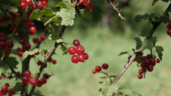 Shallow DOF rubin red color of Ribes rubrum plant 4K 2160p 30fps UltraHD footage - Healthy fruit  sh