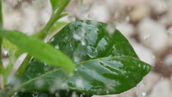 Watering Plants 35