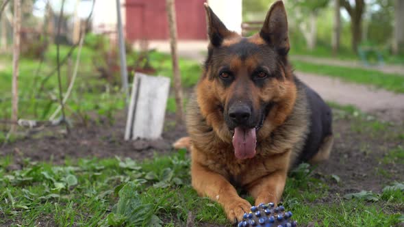 German Shepherd Dog Bites and Destroys a Ball for Play