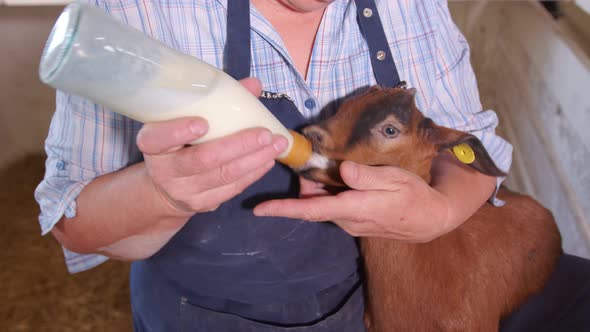 Goat Farm. The Farmer Holds a Goat in His Arms and Feeds Milk From a Bottle. Goat Drinks Milk From a