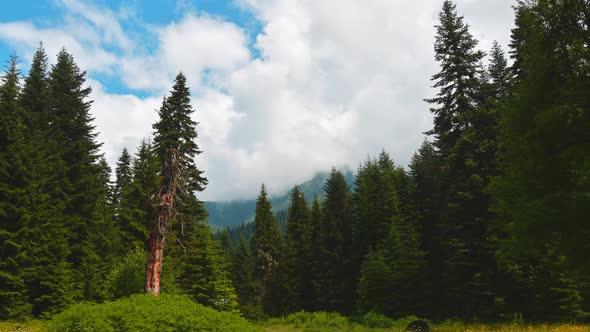 Misty Forest Time Lapse Background (Zoom Out)