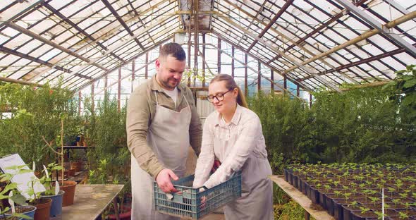 Couple of Farmers are Working in the Greenhouse