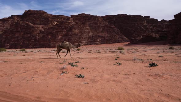 Camel Walks in the Desert on a Bright Sunny Day