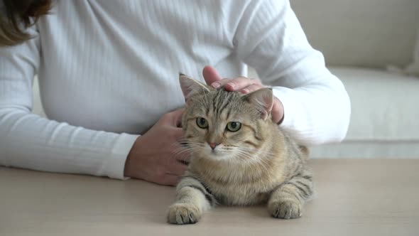 Asian Young Woman Playing With Cat In Living Room