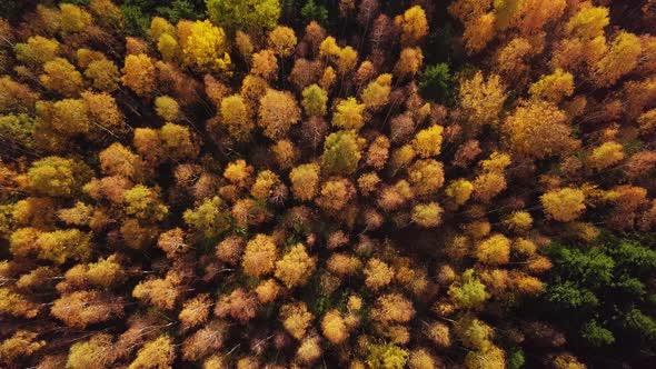 Yellow Autumn View in the Parks Flight Over Forests with Yellow Trees at Sunny Day