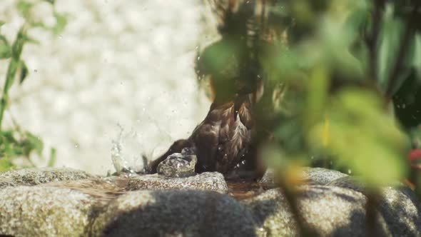 Fountain bird washing itself on hot summers day