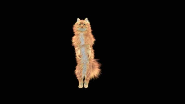 Cat Dancing HD