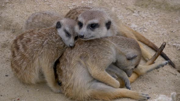 Family of young meerkats cuddling and sleeping together in wilderness,close up