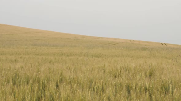 Golden fields of common wheat Triticum aestivum 4K video