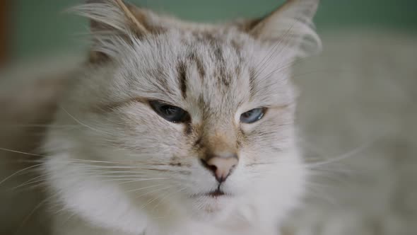Closeup of a Cat's Eye Cute Domestic Cat Staring at Camera