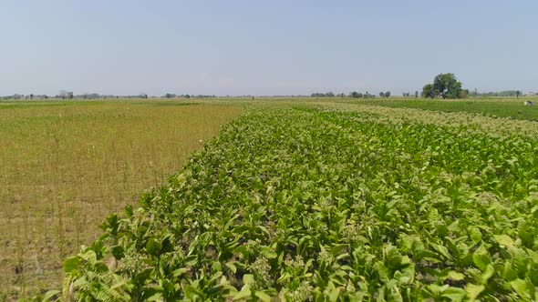 Tobacco Plantation in Indonesia