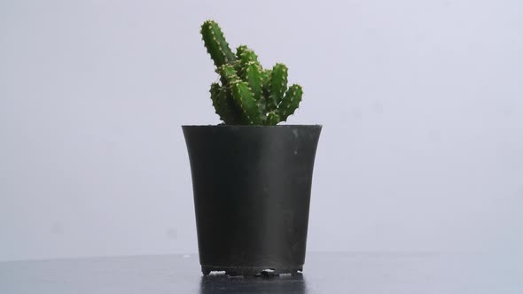 Fairy Castle Cactus Plant Revolving Around Itself On The White Screen Background